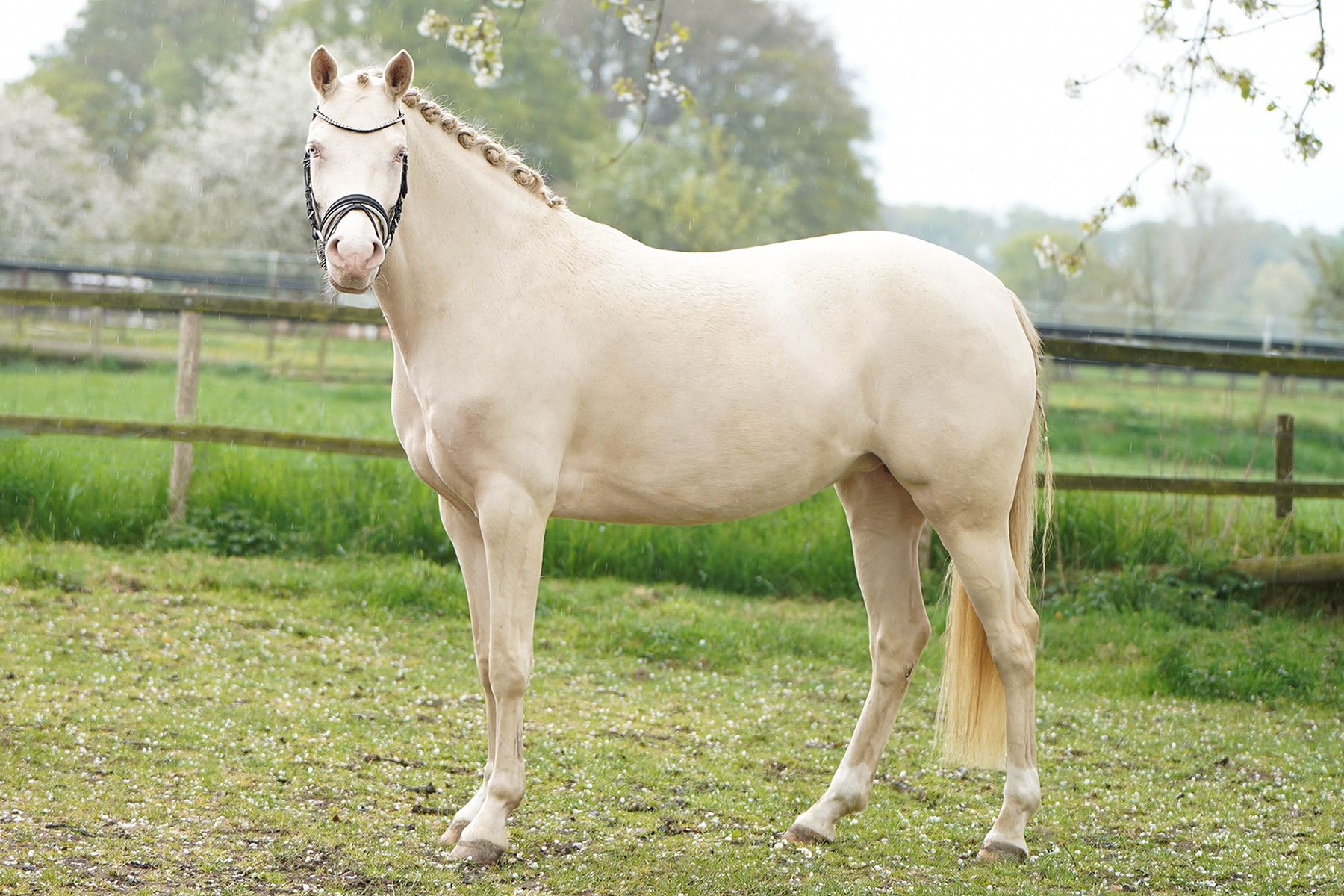 Verkaufspony, Deutsches Reitpony, Top Champion, FS Champion Deluxe, FS Don't Worry, Cremello, Turnierpony, Sportpony